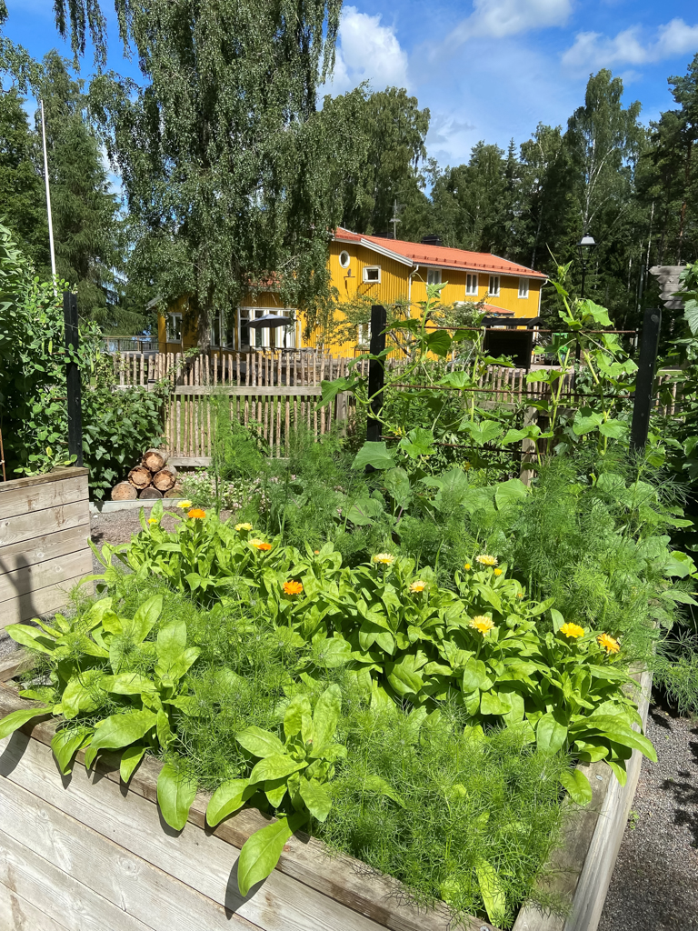 Odlingslåda med grönska och gula blommor framför en gul byggnad