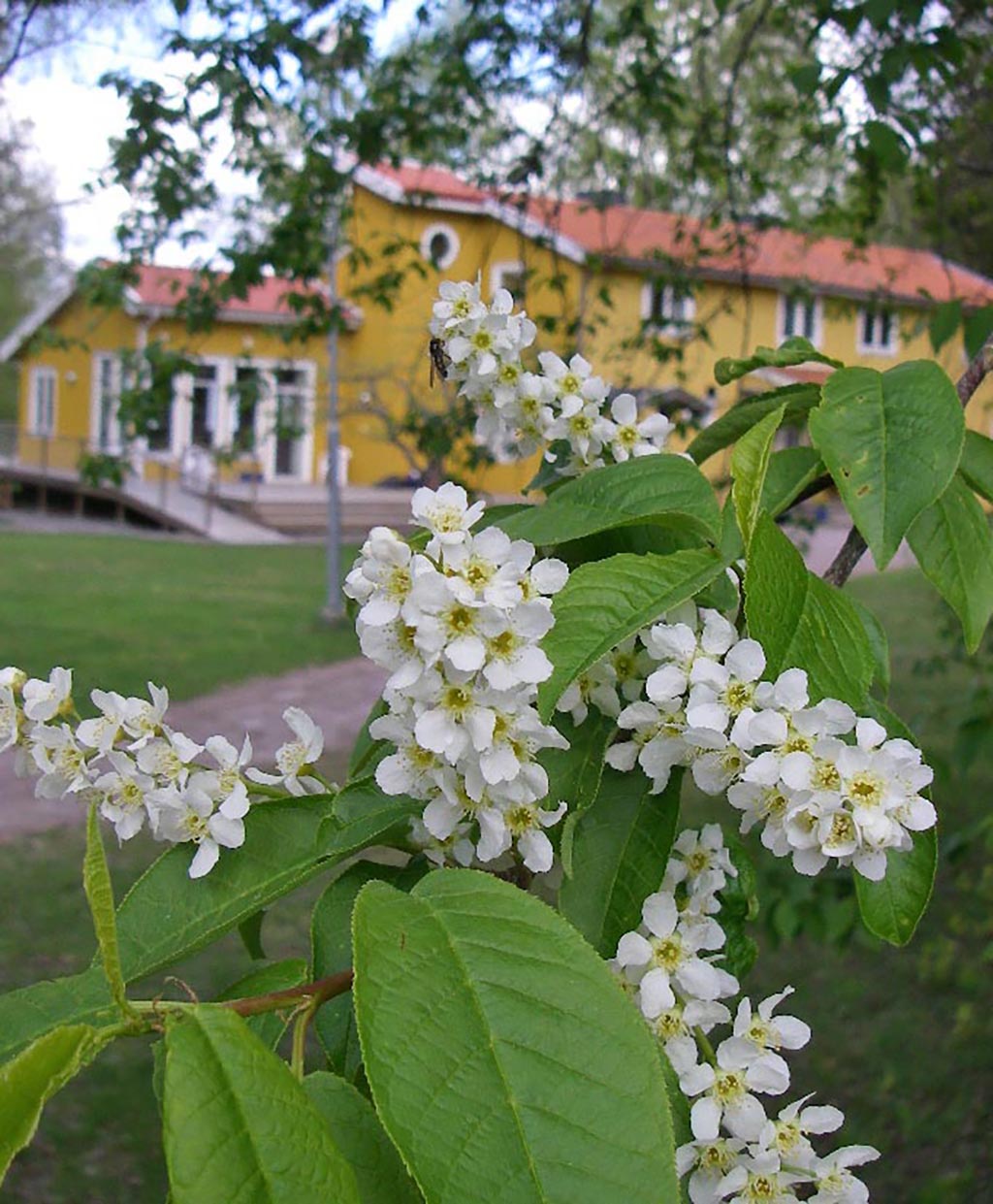 En bild på huset Tallkrogen