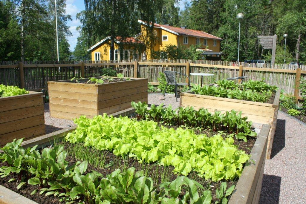 Odlingslådor med grönsaker i vår upplevelseträdgård