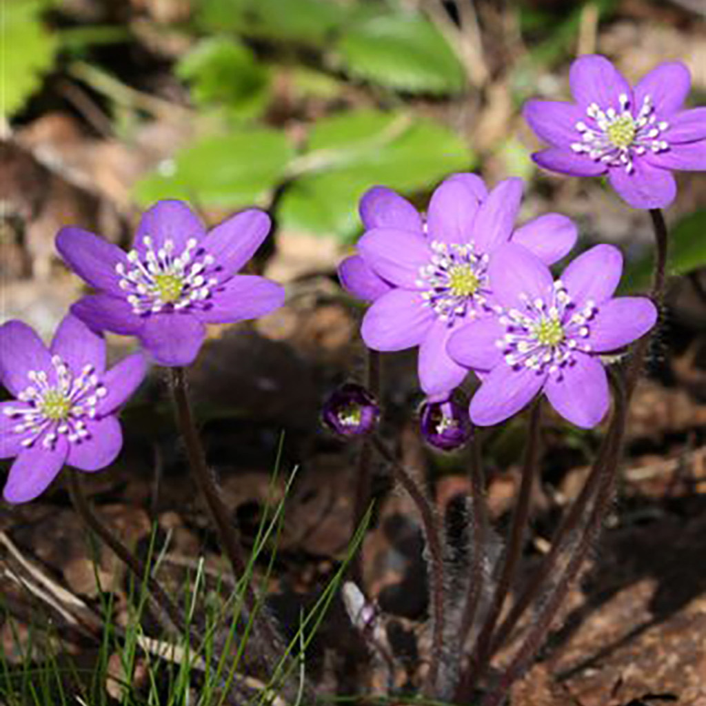Närbild på lila blommor i skogsmiljö.