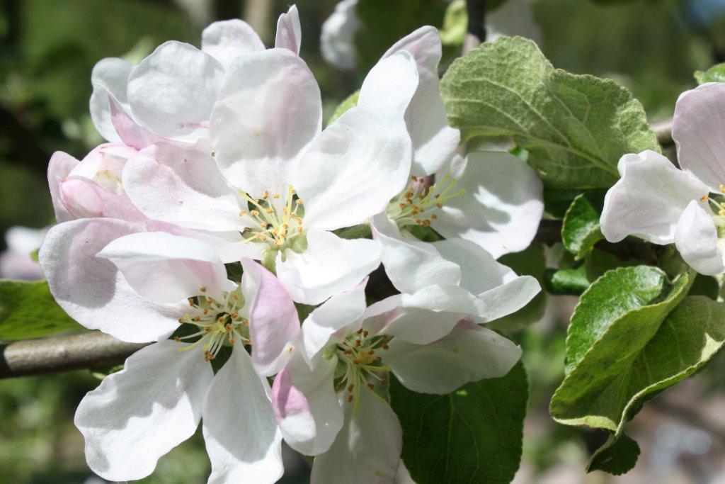 Närbild på en blommande äppelblomma med vita och rosa kronblad, omgiven av gröna blad.