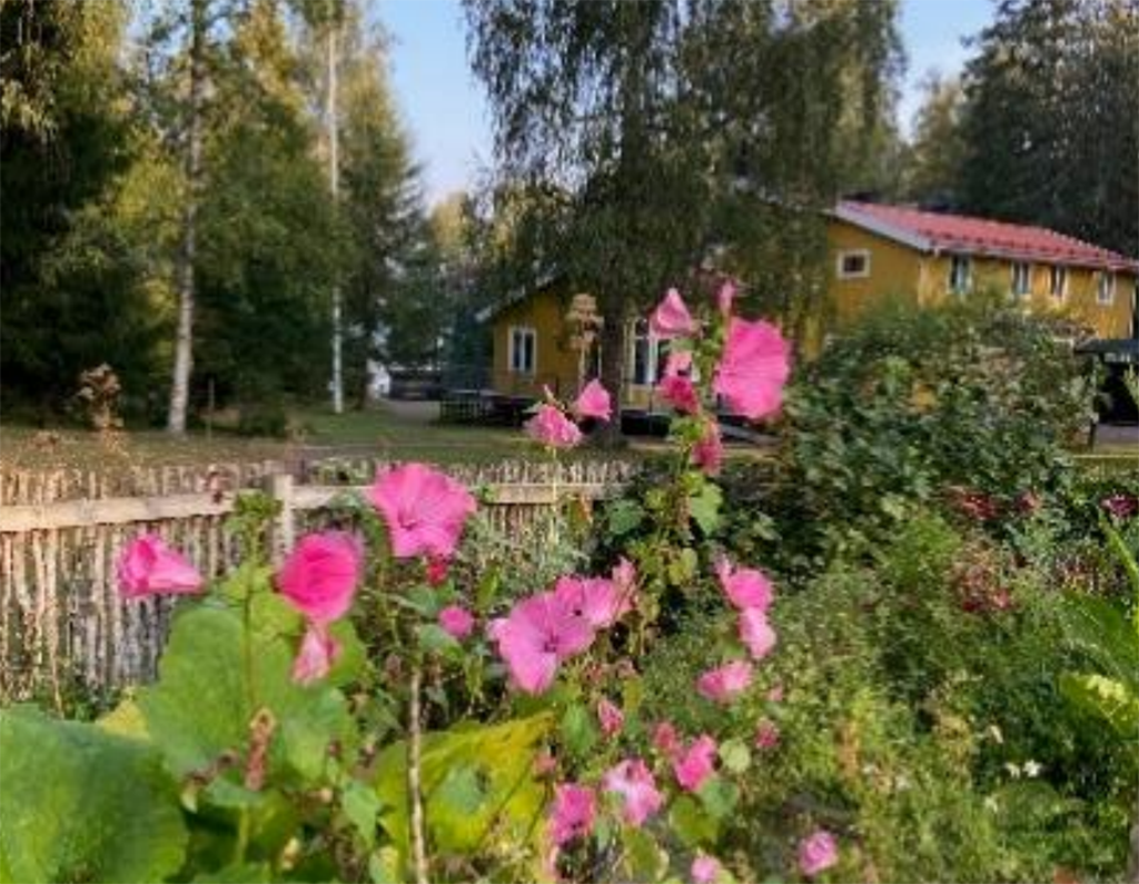 Rosa blommor i förgrunden med en gul byggnad och träd i bakgrunden